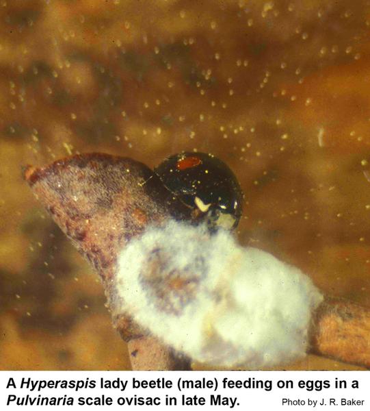 Hyperaspis lady beetle adults and larvae feed 